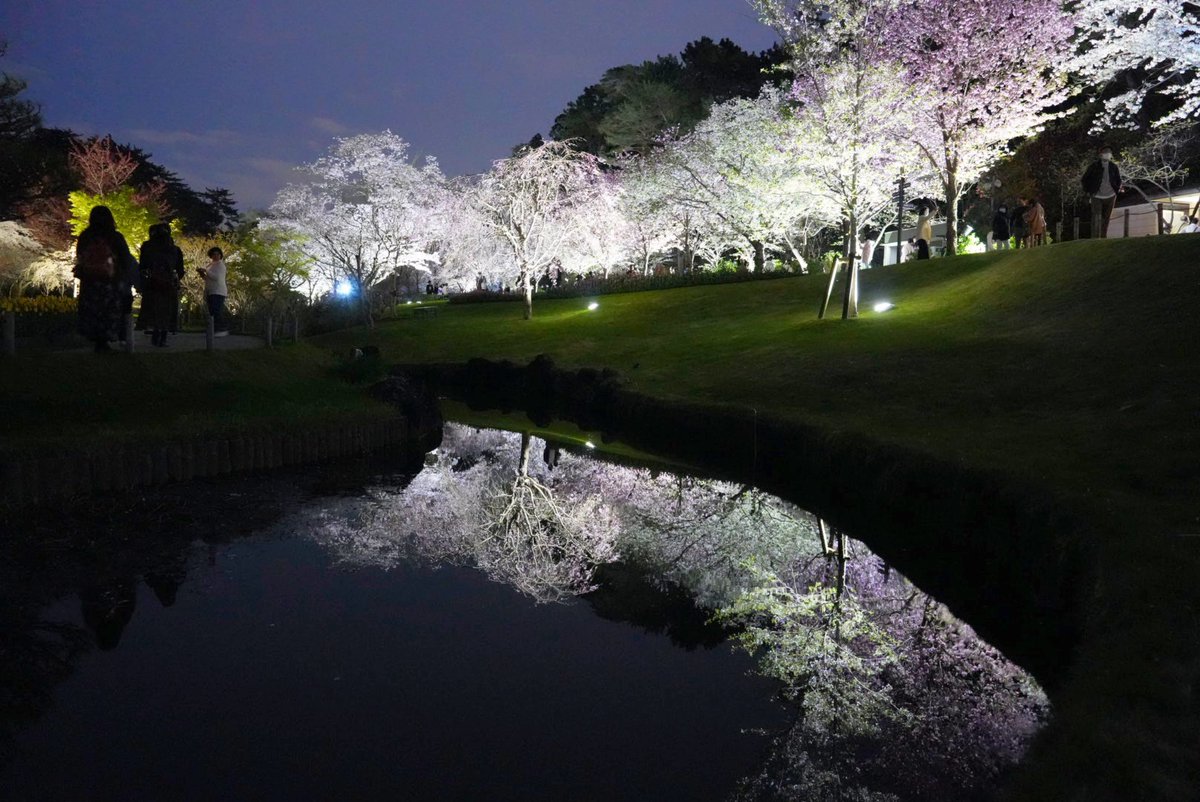 timeinquirer612's tweet photo. 昼間も良いけど夜も素適な桜🌸

#写真好きな人と繋がりたい 
#写真で伝える私の世界 
#桜 
#浜松フラワーパーク https://t.co/6tCcExdekk