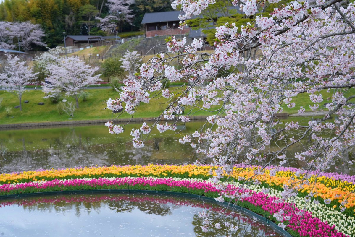 timeinquirer612's tweet photo. 昼間も良いけど夜も素適な桜🌸

#写真好きな人と繋がりたい 
#写真で伝える私の世界 
#桜 
#浜松フラワーパーク https://t.co/6tCcExdekk