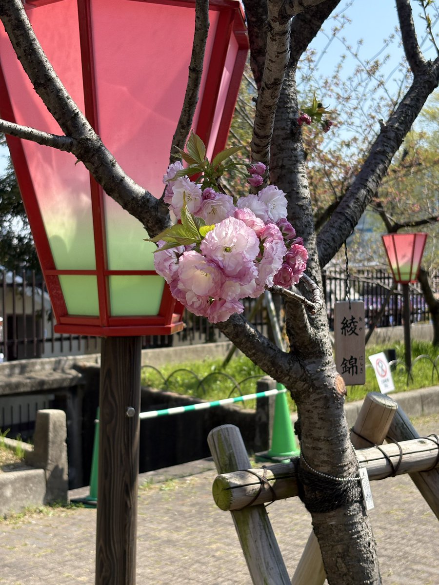 vegappo's tweet photo. 桜の通り抜けに行ってきた。
暑かったー。 https://t.co/JHVfnmY8ci