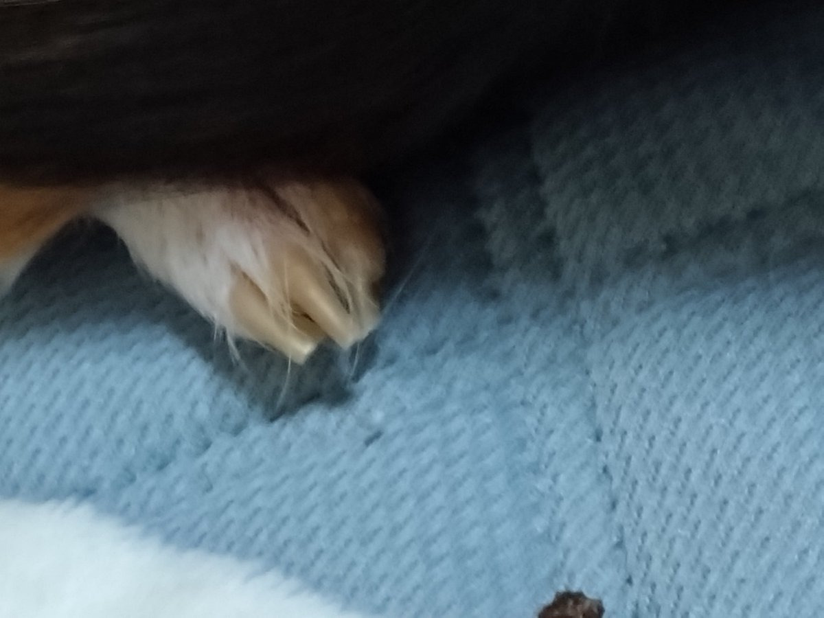 tsukasan0212's tweet photo. 足の指の一本が腫れて、爪の根元が黒ずんでいる様な症状なんですが、なんとなくでも原因わかる方いますか？明日にでも病院に連れて行こうと思っているのですが、田舎にはあまりモルモットを診てくれる病院が無くて。歩いたり走ったりはしているので激しい痛みなどは無さそうなのですがやはり心配で。 https://t.co/gI4GHTSKTZ