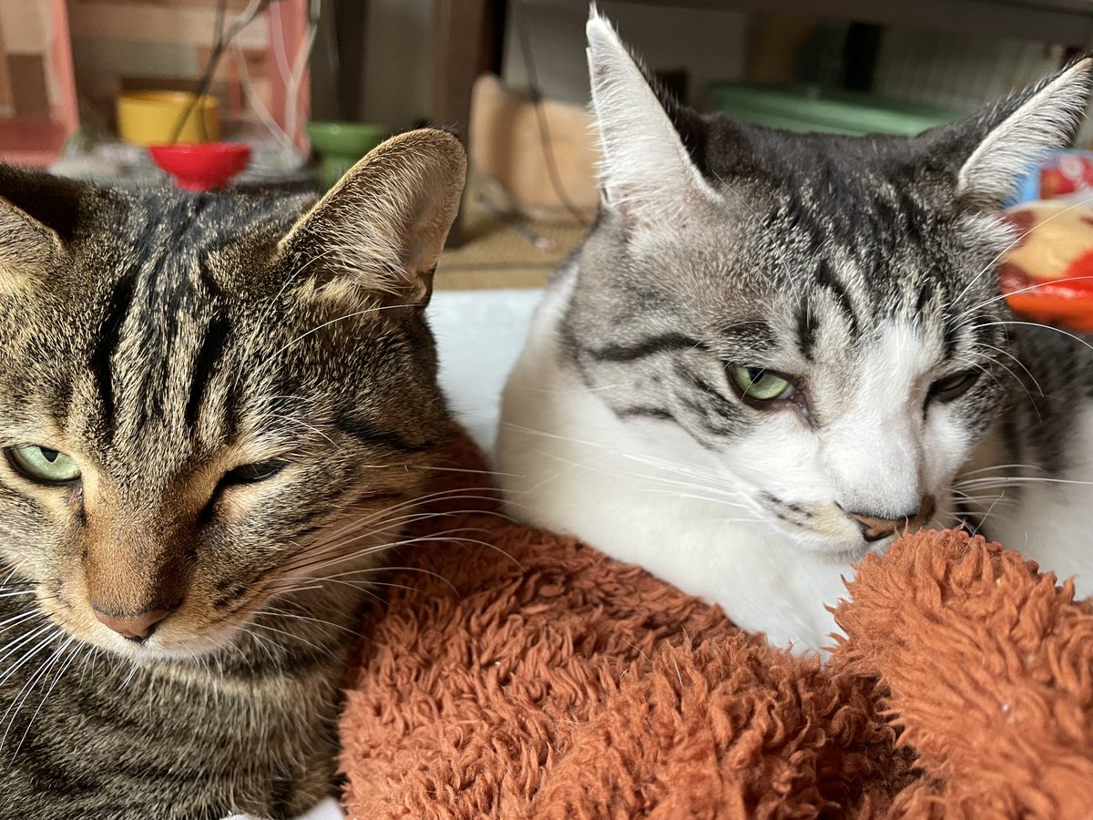 ChannelBaron's tweet photo. なんで同じ表情してんの😆
#保護猫 #猫のいる暮らし𓏲𓎨 #猫好きさんと繋がりたい https://t.co/8vAJEBKDo6