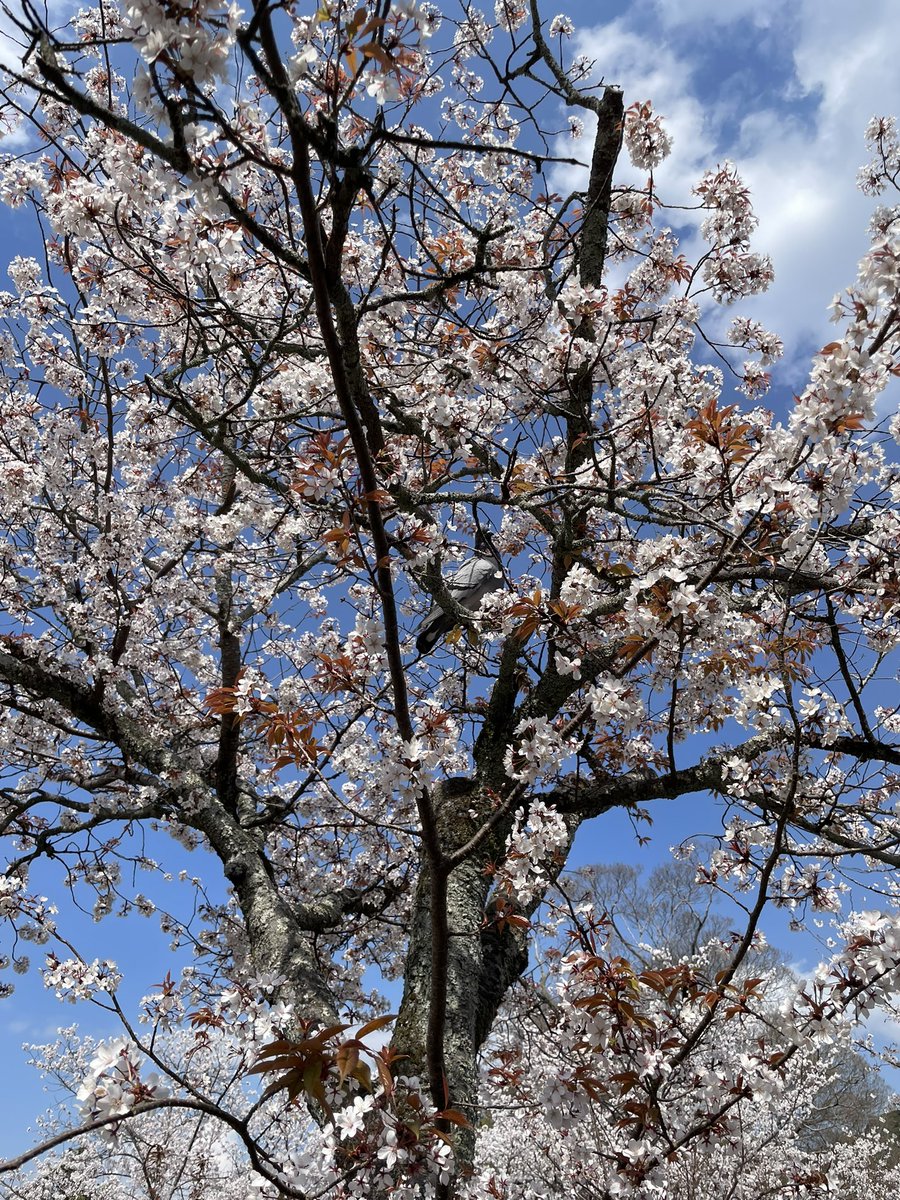 今日はお花見をしておりました🌸
ハトさんが隠れている🕊