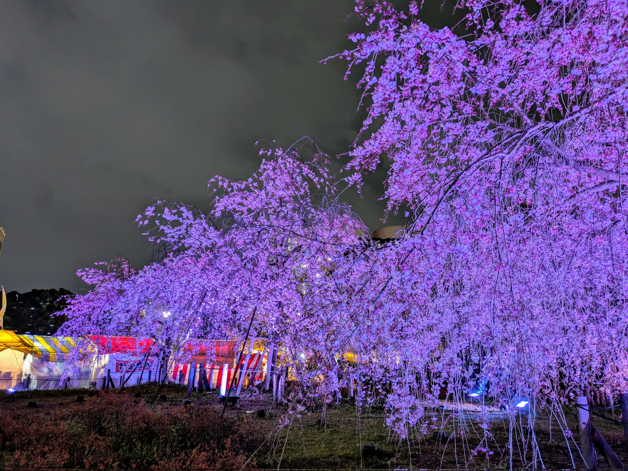 CiC　P　PR-018　桜の舞 CiC P PR-018 桜の舞