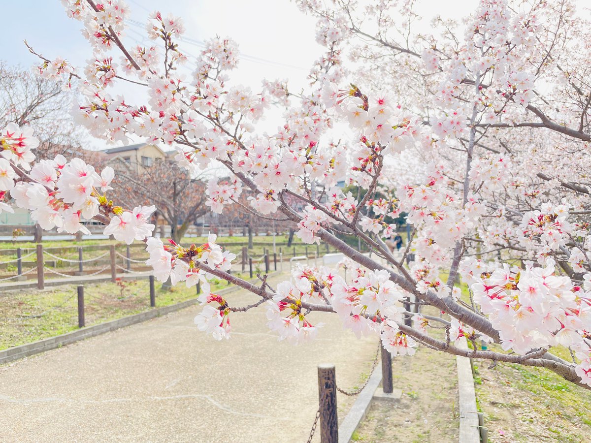 tamakaigo's tweet photo. 今年もなんとか花見に🌸
綺麗でした！ https://t.co/T3YMGks488