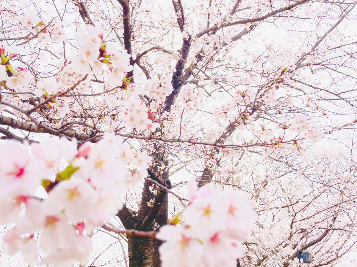 tamakaigo's tweet photo. 今年もなんとか花見に🌸
綺麗でした！ https://t.co/T3YMGks488