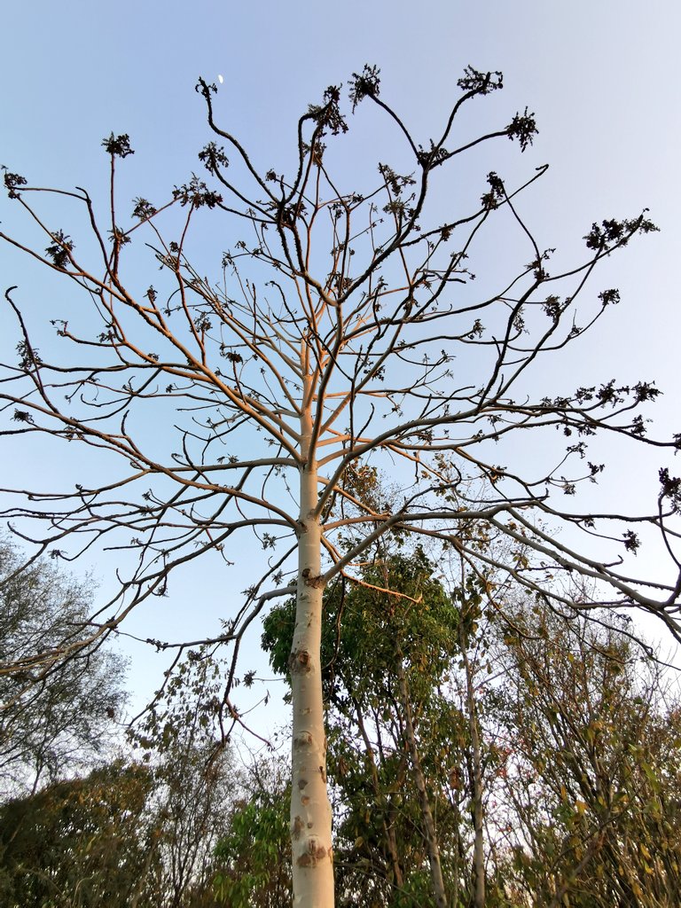 Aravalli Biodiversity Park, Vasant Kunj is home to some outstanding Ghost Trees (Sterculia urens). 
The gum produced from trees of Sterculia species is known as gum karaya. Sterculia urens, Sterculia setigera and Sterculia villosa are the major source of gum karaya.