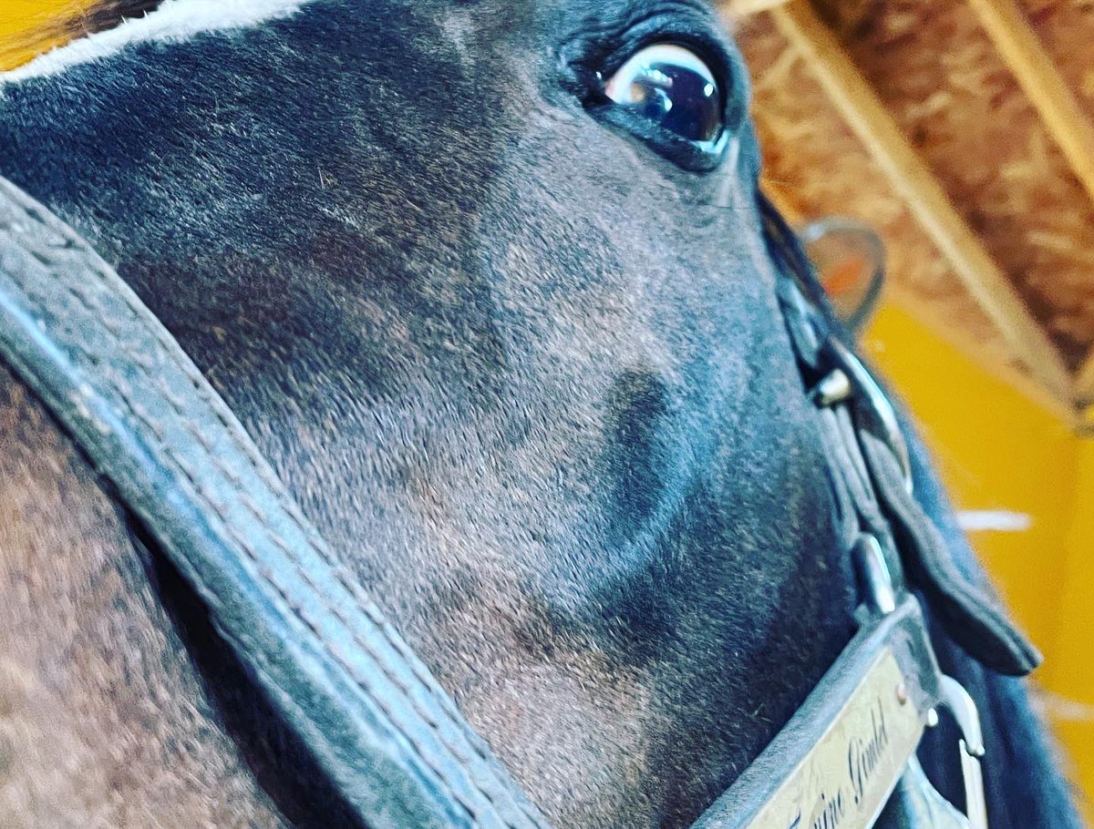 タニノギムレットたてがみ入り牧柵利用キーホルダー2025年バージョン