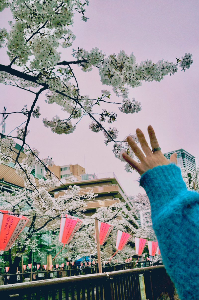 _hamayaki0's tweet photo. 桜見てきたよ🌸🍃
大好きが沢山写真撮ってくれたよ📸
 #写真 #フィルムチェキ風 #エモ #写真好きな人繋がりたい #桜 #カメラ #被写体は苦手 https://t.co/Ho1xnswLLK