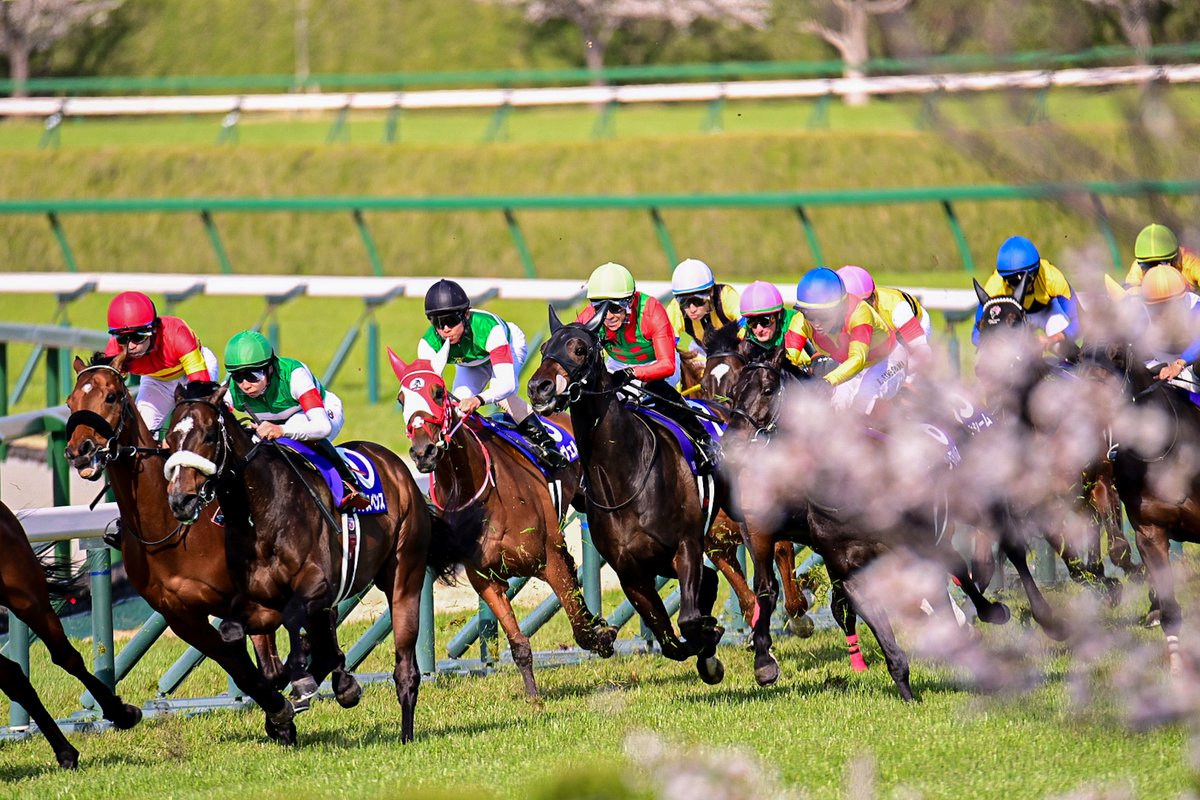 sball_dictus's tweet image. #大阪杯
#桜