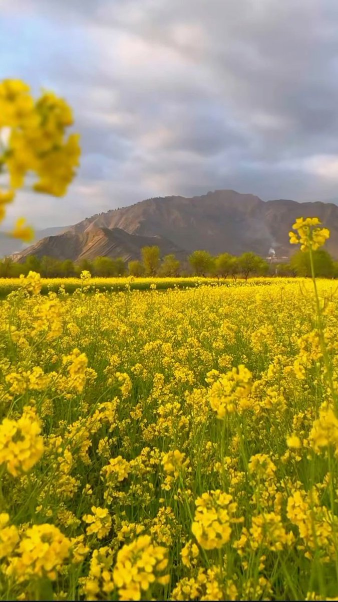 Beautifulenv's tweet image. #mustardfield 
#springvibe