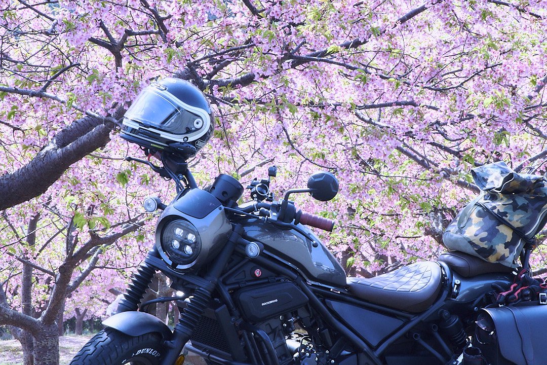 Sakura🏍️