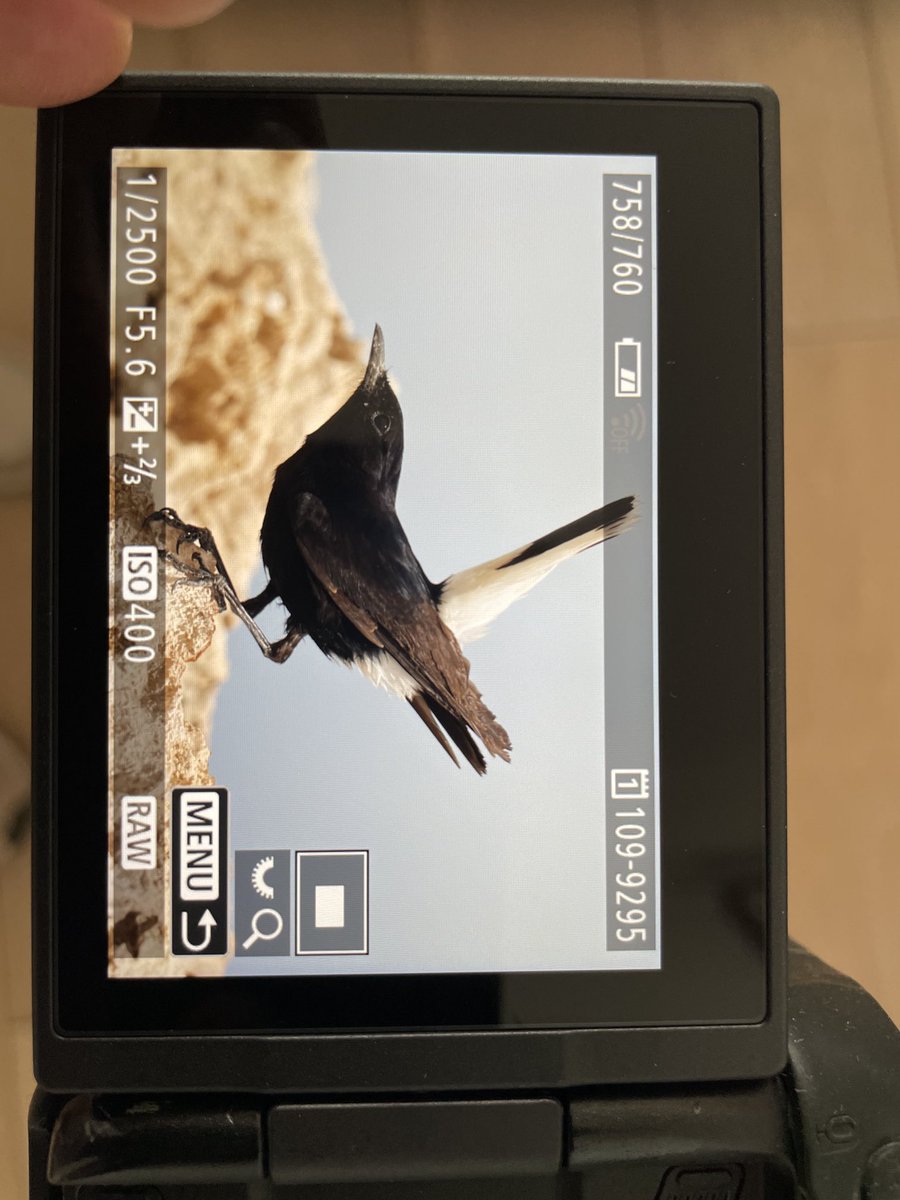 Joe Owen (@joeowen60290759) on Twitter photo Out of my normal habitat / comfort zone but 1st year White-crowned Wheatear at Protarus a little earlier today. <a href="/birdsaroundcy/">BirdsAroundCyprus</a> Out of my normal habitat / comfort zone but 1st year White-crowned Wheatear at Protarus a little earlier today. <a href="/birdsaroundcy/">BirdsAroundCyprus</a>