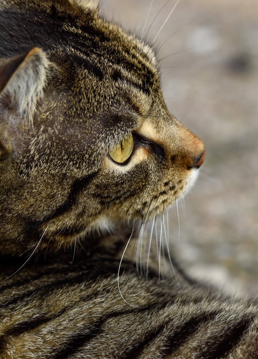 essy7211's tweet photo. Ik mis mijn katertje zo! Dag 5 dat hij verdwenen is, geen idee waar hij is of hoe het met hem gaat. Het breekt mijn 💔 https://t.co/MQ3nsYN8JC