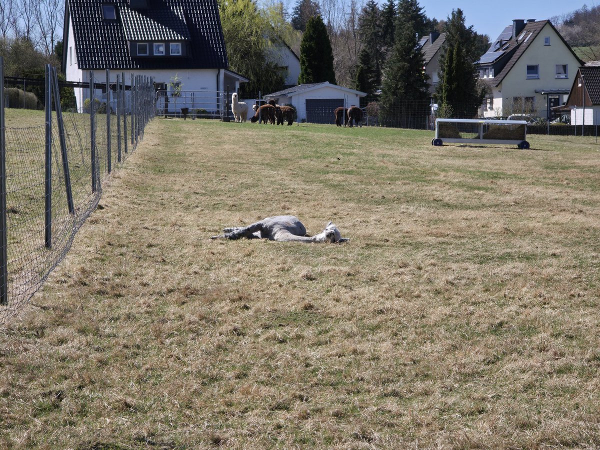 Robyxeddu's tweet photo. Auf dem Weg nach Hause kurze Pause bei den Alpakas 🦙🥰 #Alpakas #Natur #Pause #Entspannung #Heimat https://t.co/XjKDZ3LHXQ