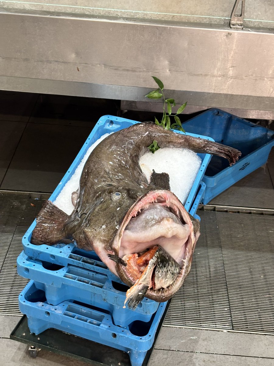 Eleanor Beardsley tweet media