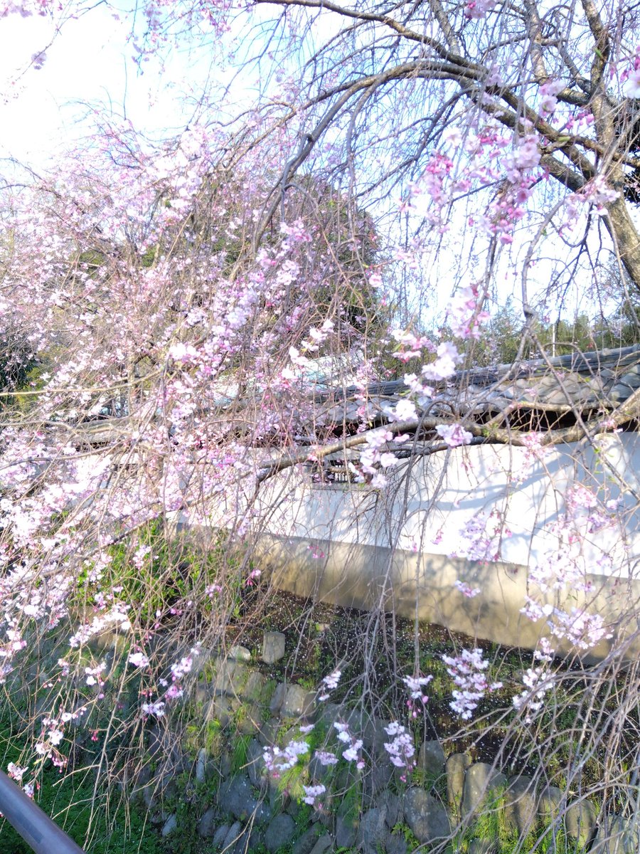 毎年必ず何処かへ桜の写真撮りに行ってたけど、、、今年は時間が無く、、今日近所の桜を撮りに行ってきたー！！！ 
＃ジャンクカメラ 
＃桜 
#写真好きと繋がりたい   ＃D70
