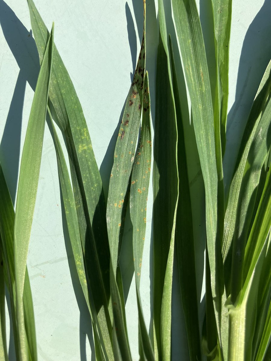 Notre l plaine au printemps 🤩
Lentilles bien levées 🌱et stade 1 noeud dans les orges brassicoles 🌾🍻 et qq pustules de rouille naine 
#culturesdeprintemps #observerpourmieuxproteget