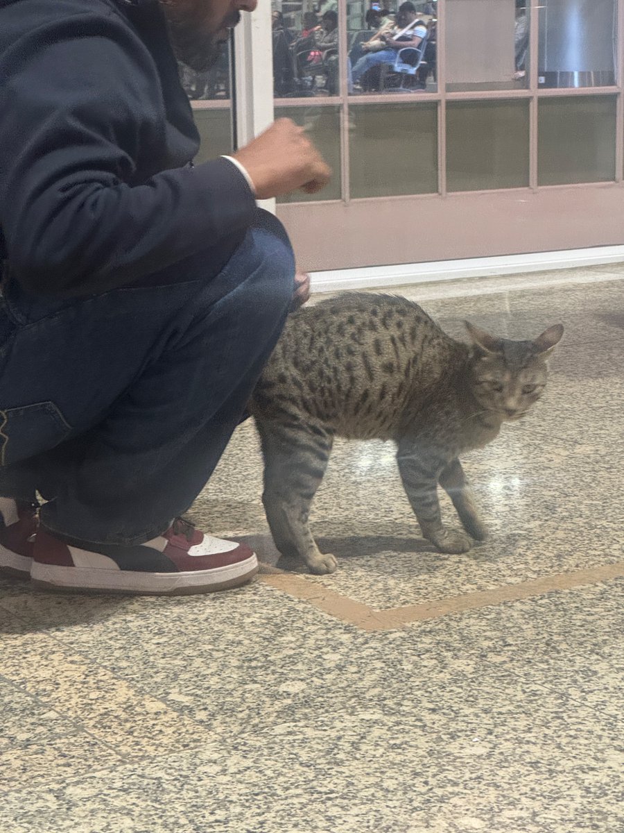 kapilfloof's tweet photo. A heavily pregnant cat was looking to deliver inside the #Chandigarh airport. Asked around airport authority about the cat and was told that she lives in departures and has come to “arrivals” today for the kittens to arrive. https://t.co/PNQ6zDxFtQ