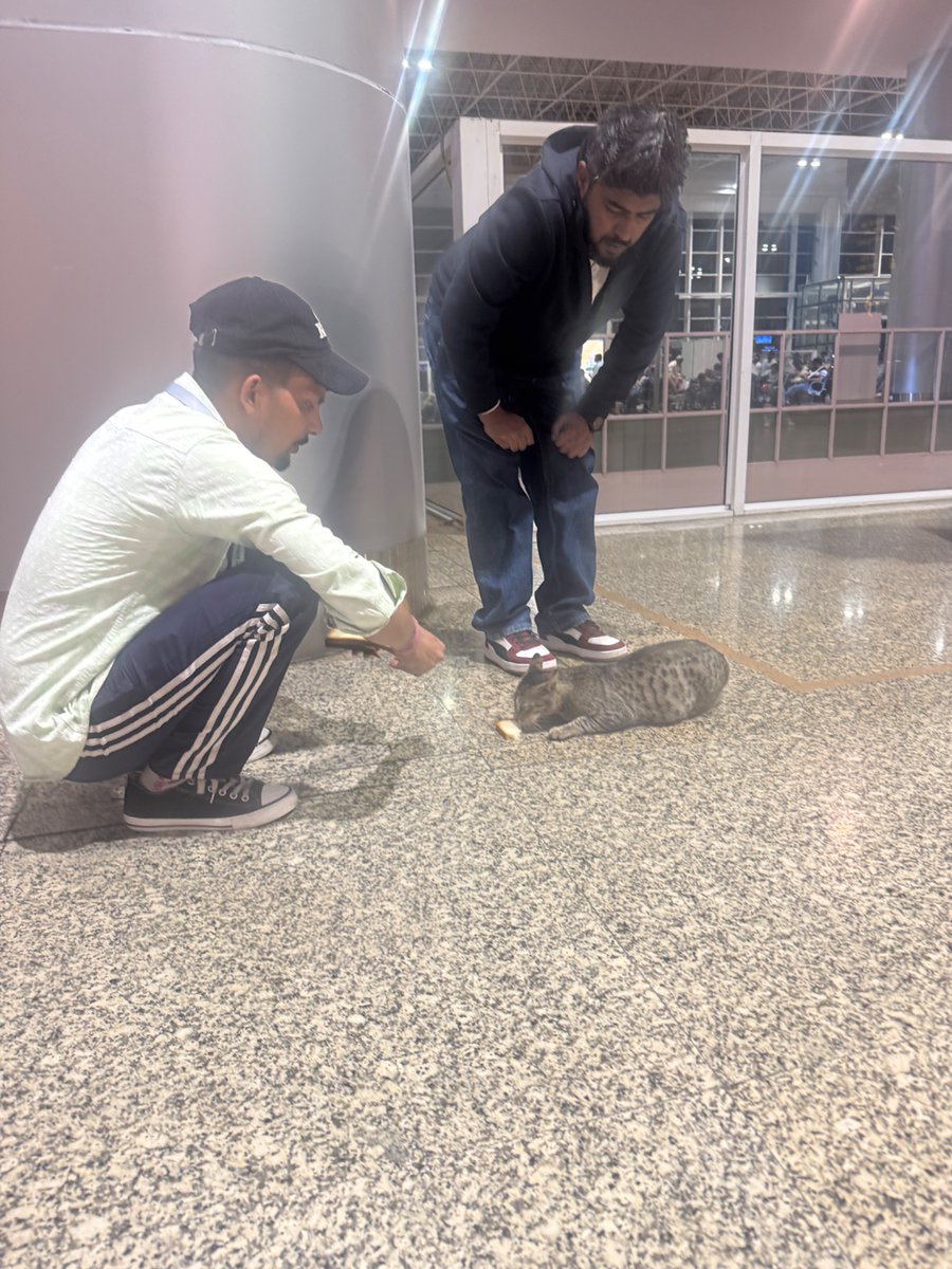 kapilfloof's tweet photo. A heavily pregnant cat was looking to deliver inside the #Chandigarh airport. Asked around airport authority about the cat and was told that she lives in departures and has come to “arrivals” today for the kittens to arrive. https://t.co/PNQ6zDxFtQ