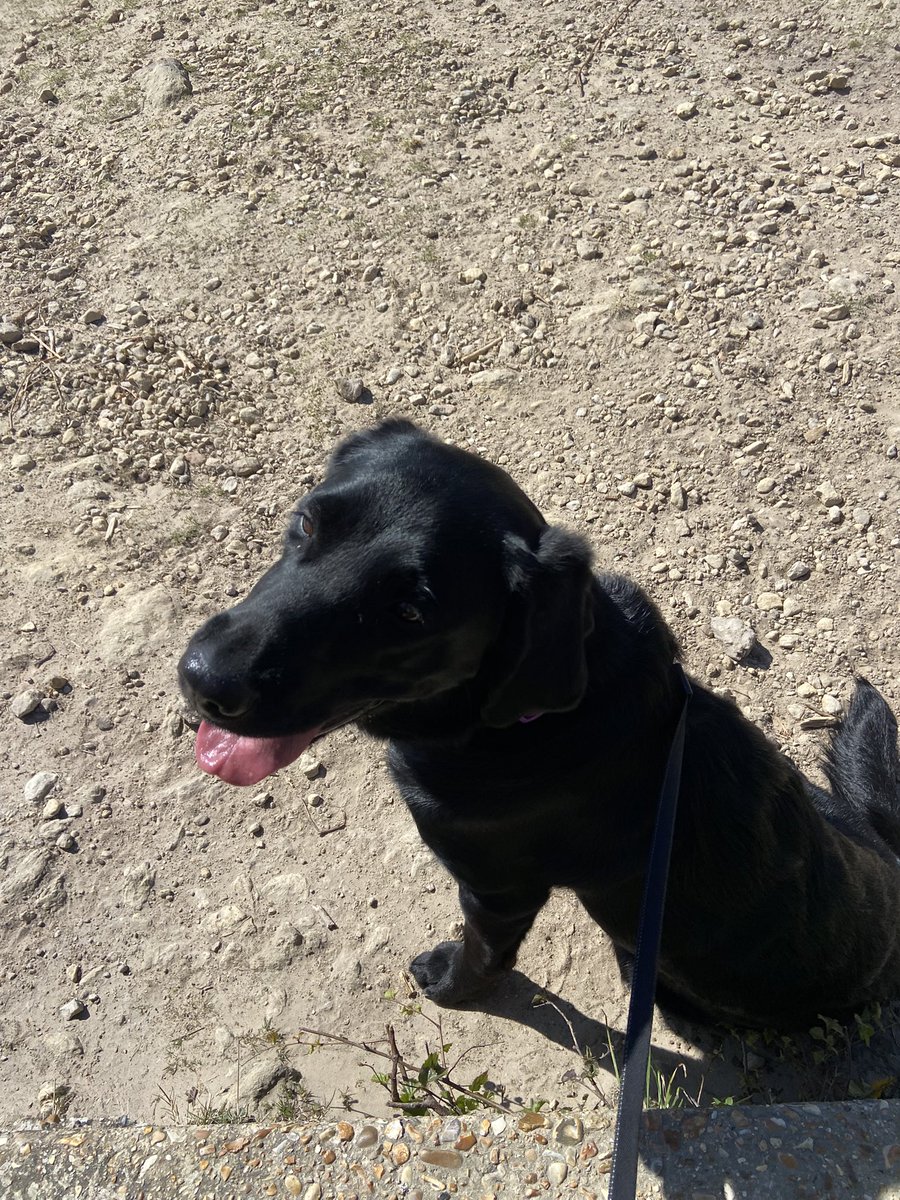 Great news yesterday. Introducing my new pooch, Frances, a 2 year old rescue now on on her fifth and final home. Lovely girl!