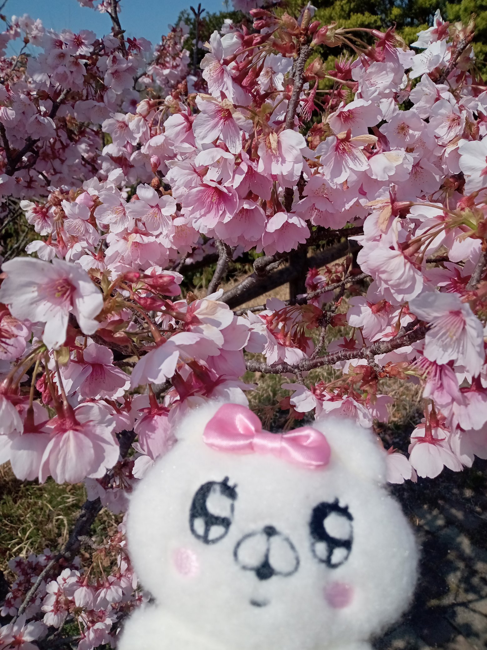 クマ子🐻🎀 - Search / X