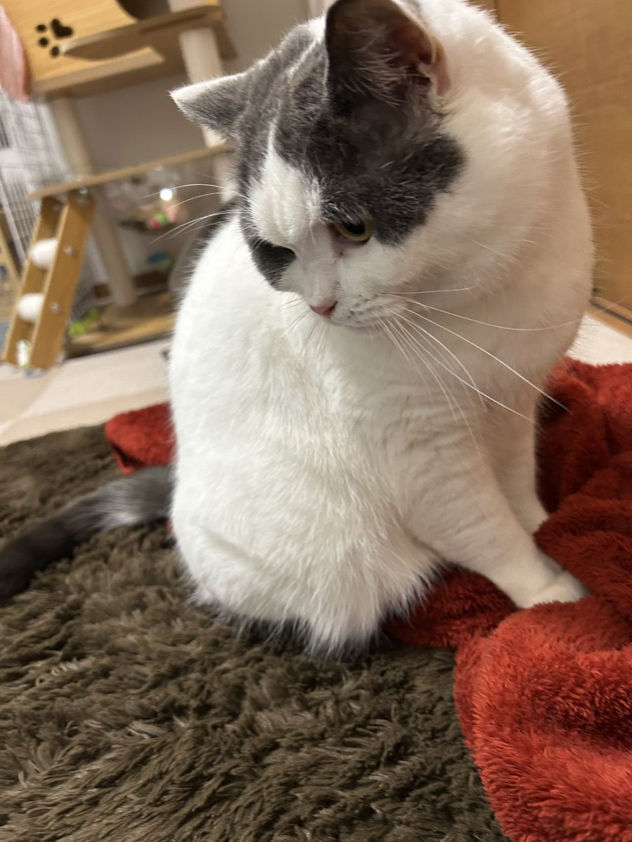 dbd48128032's tweet photo. ジブリ風にしたら可愛すぎた😸🐶 https://t.co/8Iyqpe36OA