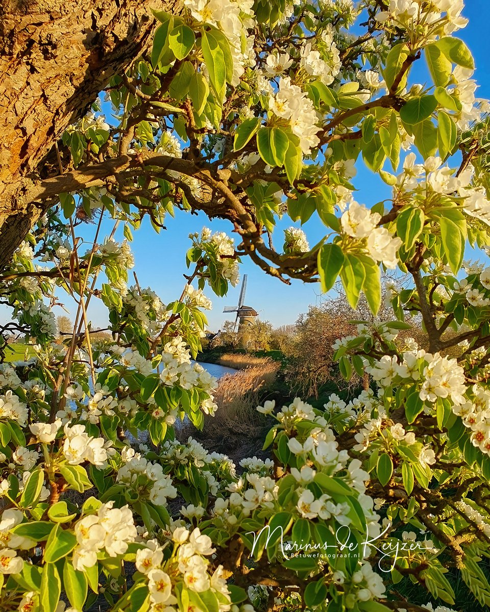 Eens zal de Betuwe weer in bloei staan en dat is nu. ( en welke kies je 1 of 2 )