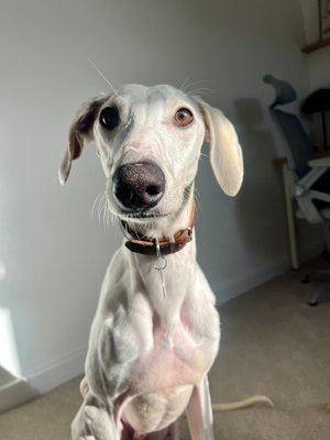 Penny (@penny2449) on Twitter photo #k9hour
Chase 18 mnth old Lurcher, he's had a tough start but
still loves people, he needs a home with people who
will slowly build his confidence, show him the world
isn't scary, can live with a confident dog to show him
the ropes, more info/adopt him from <a href="/LurcherSOS/">Lurcher SOS 🐾🐾</a> UK #k9hour
Chase 18 mnth old Lurcher, he's had a tough start but
still loves people, he needs a home with people who
will slowly build his confidence, show him the world
isn't scary, can live with a confident dog to show him
the ropes, more info/adopt him from <a href="/LurcherSOS/">Lurcher SOS 🐾🐾</a> UK
