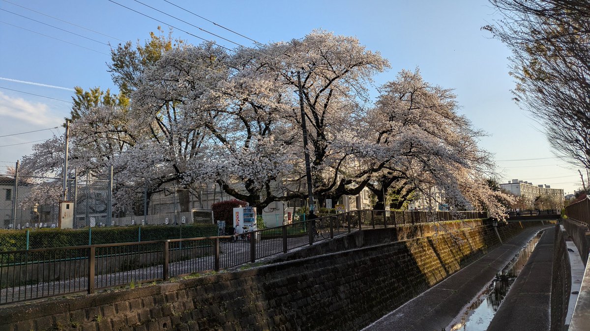 桜散り
川面にできる
新大陸

#桜