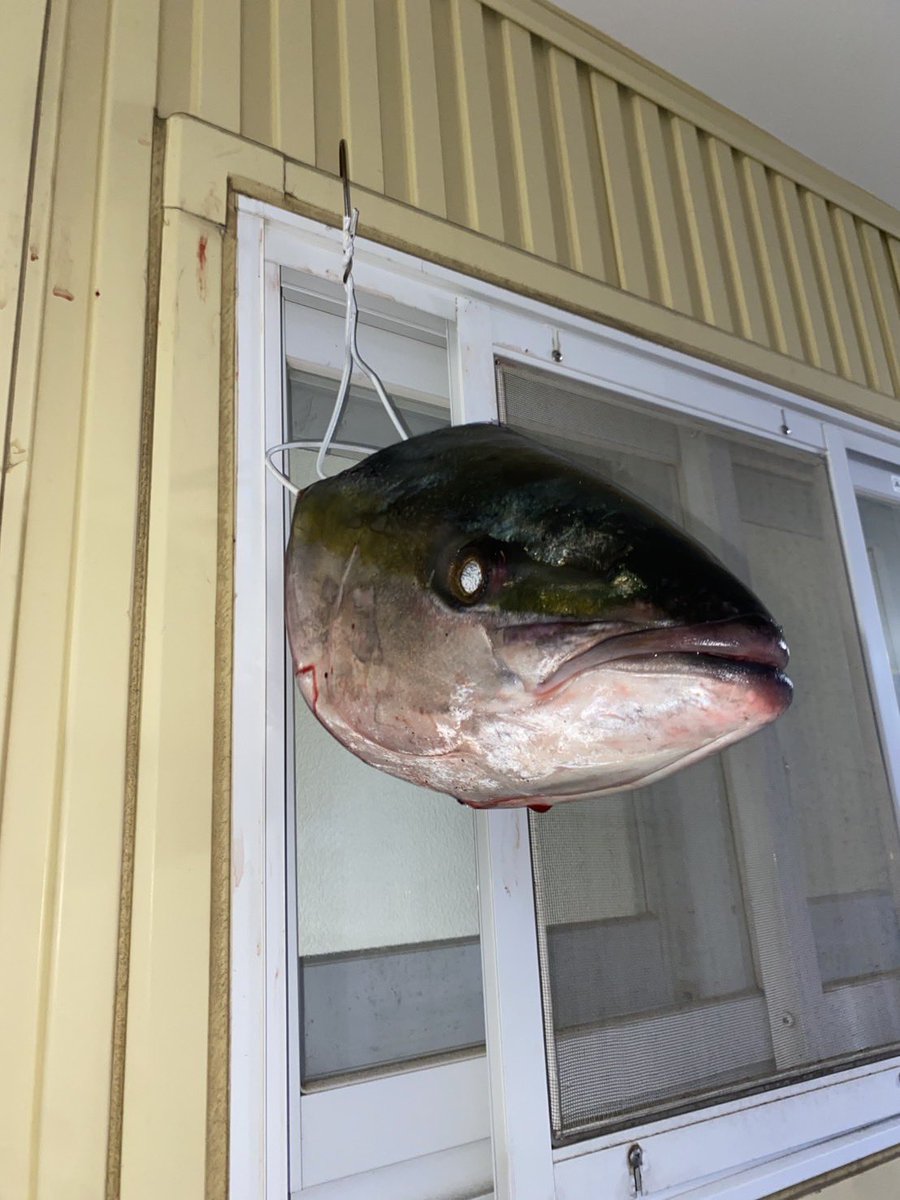 部員紹介🏈

名前　大嶽潤太郎
学科学年　自然資源経営学科3年
出身地　神奈川県
ポジション　TE/DL
高校の部活　バドミントン部

〜新入生への一言〜
部内でも部外でも仲良く楽しいアメフト部は最高です！体験きてね！
#アメフト
#農大
#新歓
#新入生
#大学
#北海道