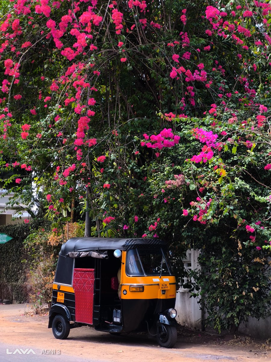 #ContestAlert
If you could take a scenic auto ride anywhere in India, where would it be? Comment below!🛺

#ShotOnAGNI3 “Sometimes we ignore the magic in nature, but all we need to do is look around for it.🌸” - Aneena

T&amp;C Apply
#FramesOfIndia #LavaMobiles #ProudlyIndian