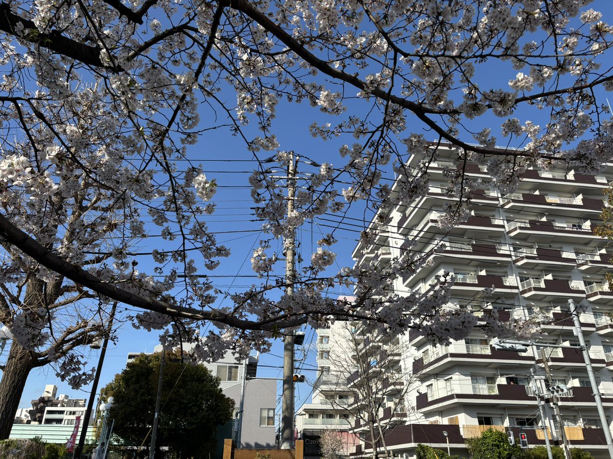 shin_bga's tweet photo. 花見🌸 https://t.co/VEVfbDHEuJ