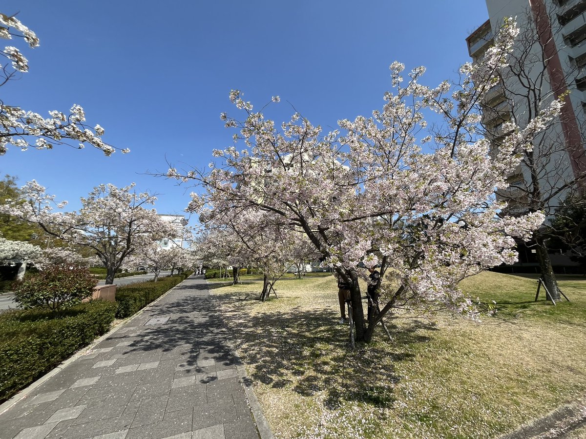 Kiyonok's tweet photo. 5年ぶりに見る自宅近辺の桜とチューリップ、数ヶ月ぶりにリニューアルオープンした地ビールのお店、散歩とゆるランしてきました♪今日は午後から暖かくて気持ち良い春でした。
#六甲アイランド https://t.co/puL3PKIRCo