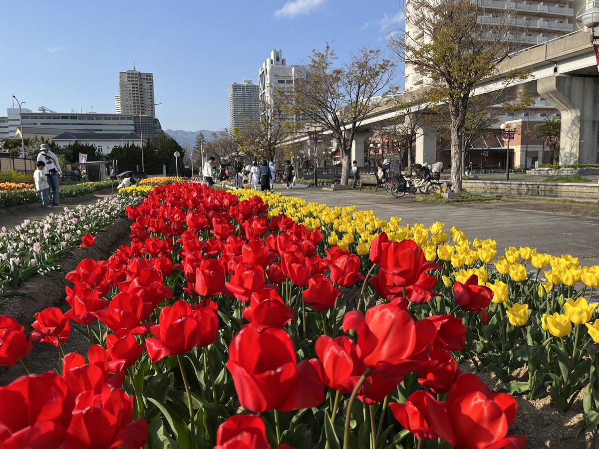 Kiyonok's tweet photo. 5年ぶりに見る自宅近辺の桜とチューリップ、数ヶ月ぶりにリニューアルオープンした地ビールのお店、散歩とゆるランしてきました♪今日は午後から暖かくて気持ち良い春でした。
#六甲アイランド https://t.co/puL3PKIRCo