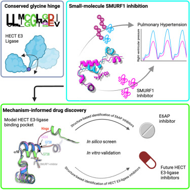 Now online!  Therapeutic potential of allosteric HECT E3 ligase inhibition dlvr.it/TJztrD