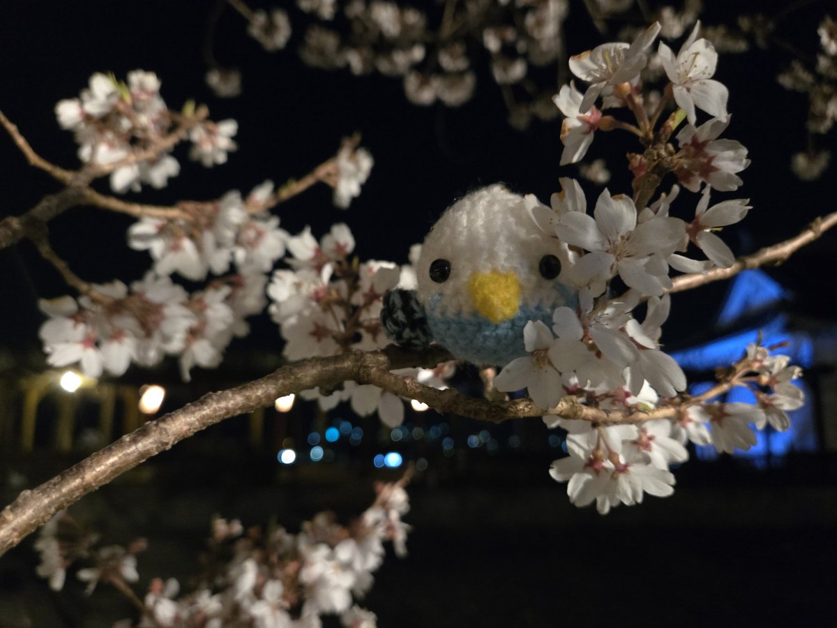 花見ぴょ！