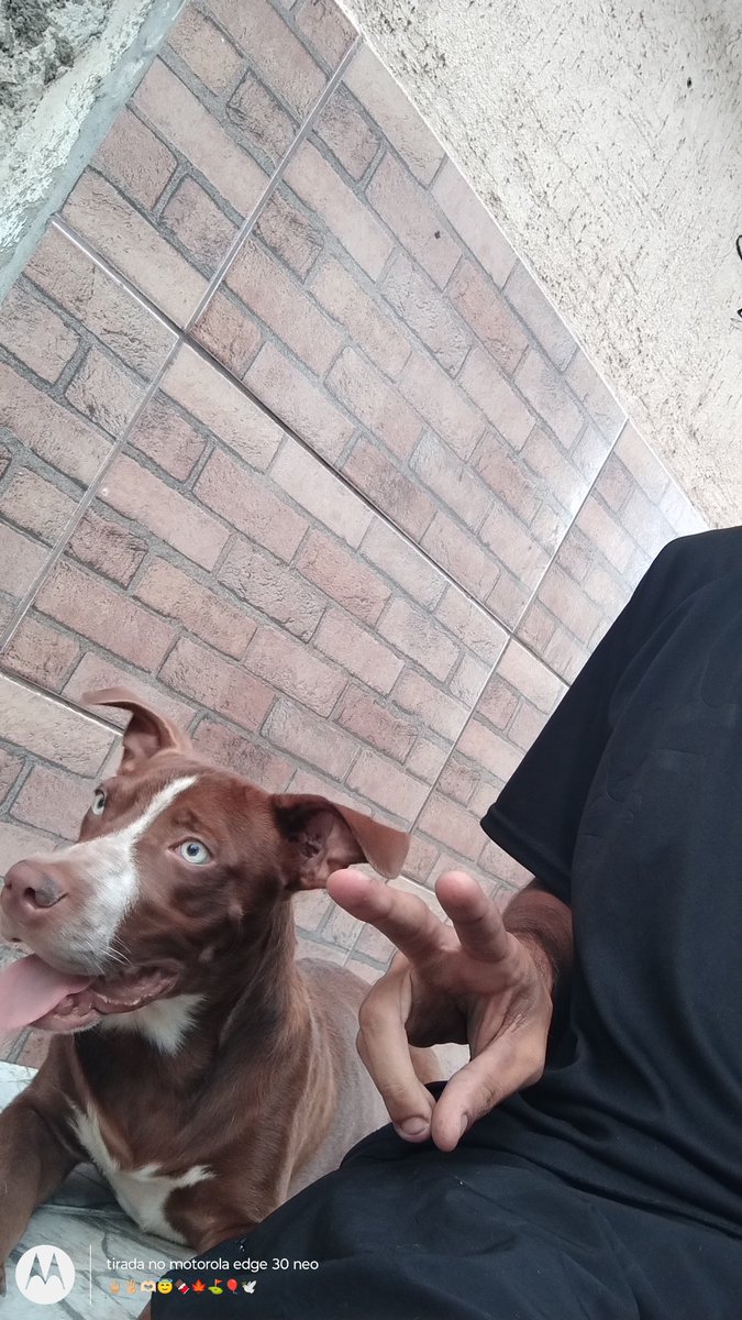 Meu de fé🐶🫶🏼🫡💪🏼