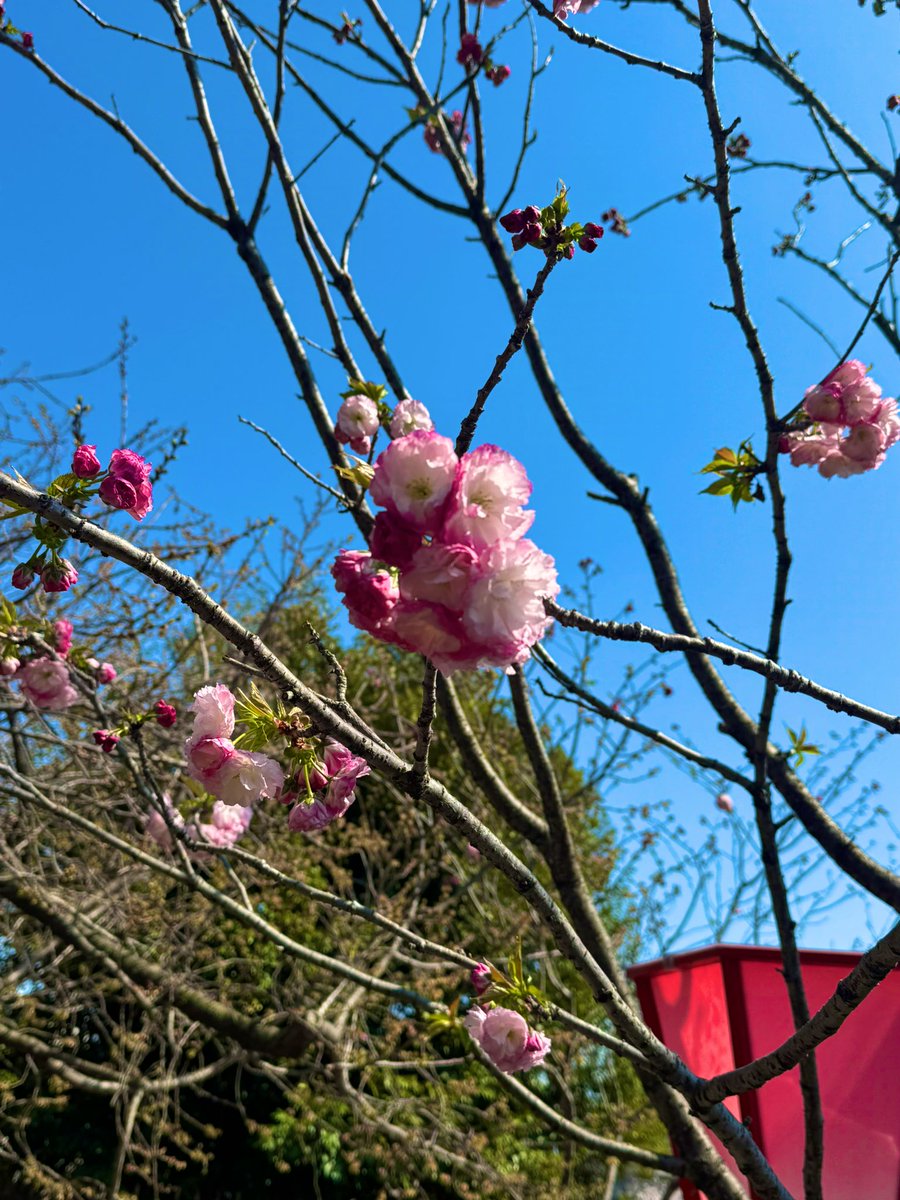 0906_ya's tweet photo. #造幣局 #桜の通り抜け https://t.co/szkhCf3GRu