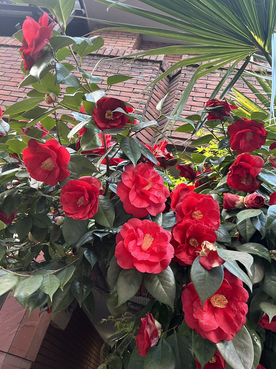 1111bonno's tweet photo. 綺麗に咲きすぎてて造花かと思った椿🟥🌹🀄️ https://t.co/3srwFMIMax