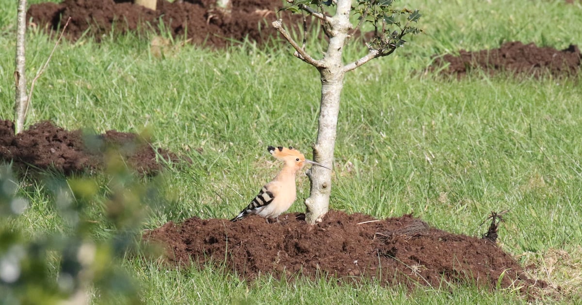 Hoopoe hoopla: ‘In my 40 years of birding, I’ve never seen anything like this spring’ irishtimes.com/environment/20…
