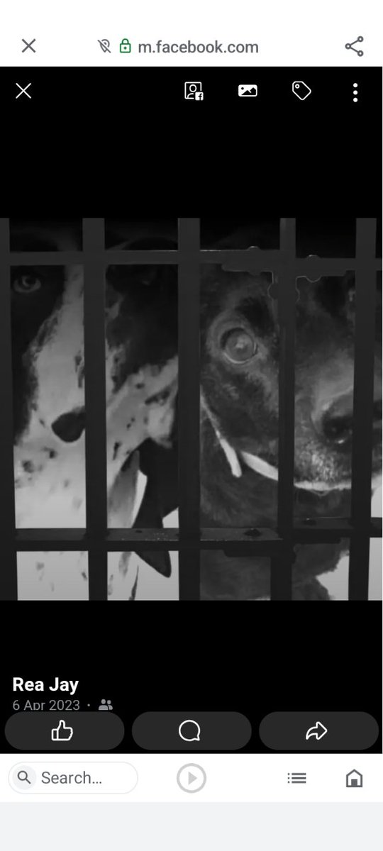 AndreaJackGoro's tweet image. Butter wouldn't melt! 😚... boisterous breeds #Germanpointer
#Patterdaleterrier