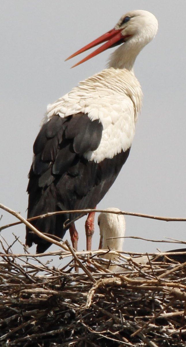 askinynr's tweet photo. #storks #photography #storkslife #leyleklerinuçuşu #leylekler #doğa #doğalyaşam #sakarya #serdivan #Turkiye https://t.co/X1uL8nyw9N