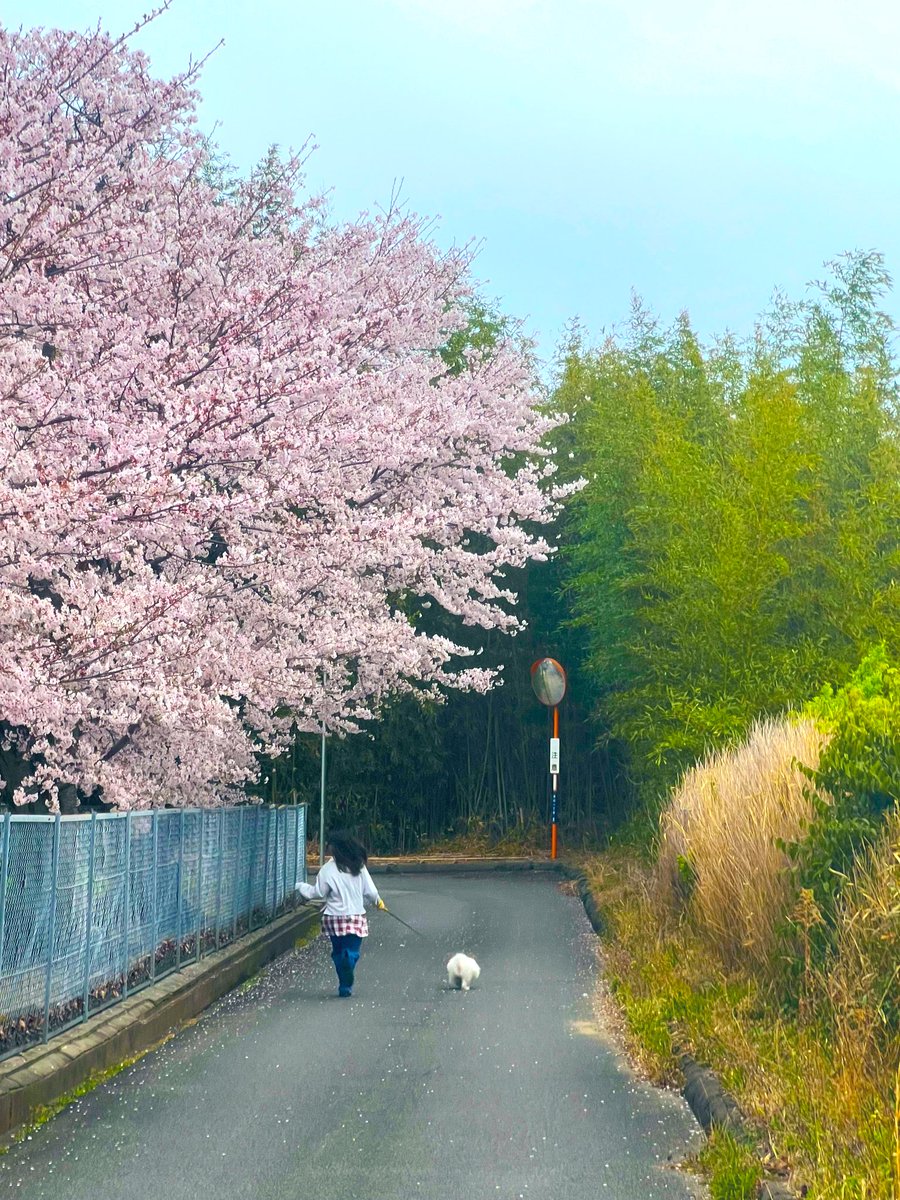 PASSINGBREEZE92's tweet image. 桜と犬とJK
"春の3種の神器"

#SPRINGBREAKERZ
#RVCA
#BlueCA
#青嘉