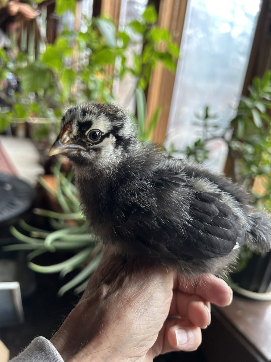 Serpico RET NYPD DET tweet media