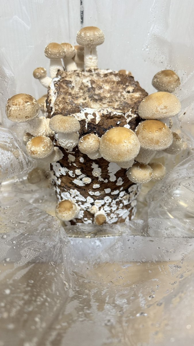 ecmanabo's tweet photo. キノコはいいぞ🍄
1週間でこれ https://t.co/FvXIaPB2P5
