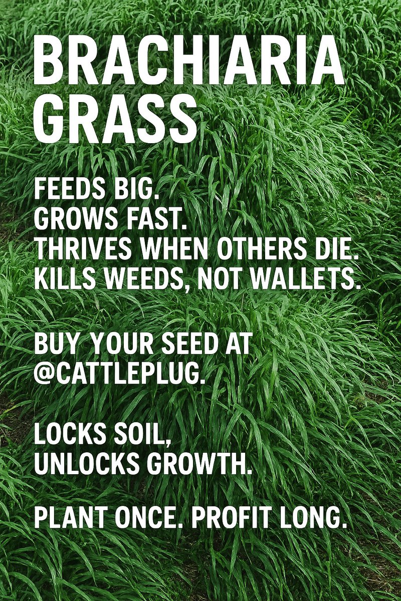The bracharia grass.....