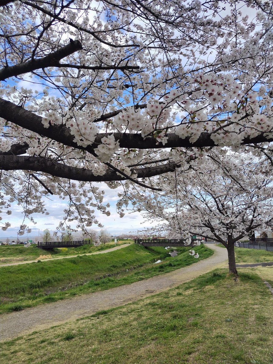 yipo121's tweet image. ちょっと遠くの市内の公園。
ひさびさの青淵公園で散歩🌸
