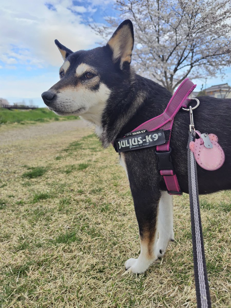 yipo121's tweet image. ちょっと遠くの市内の公園。
ひさびさの青淵公園で散歩🌸