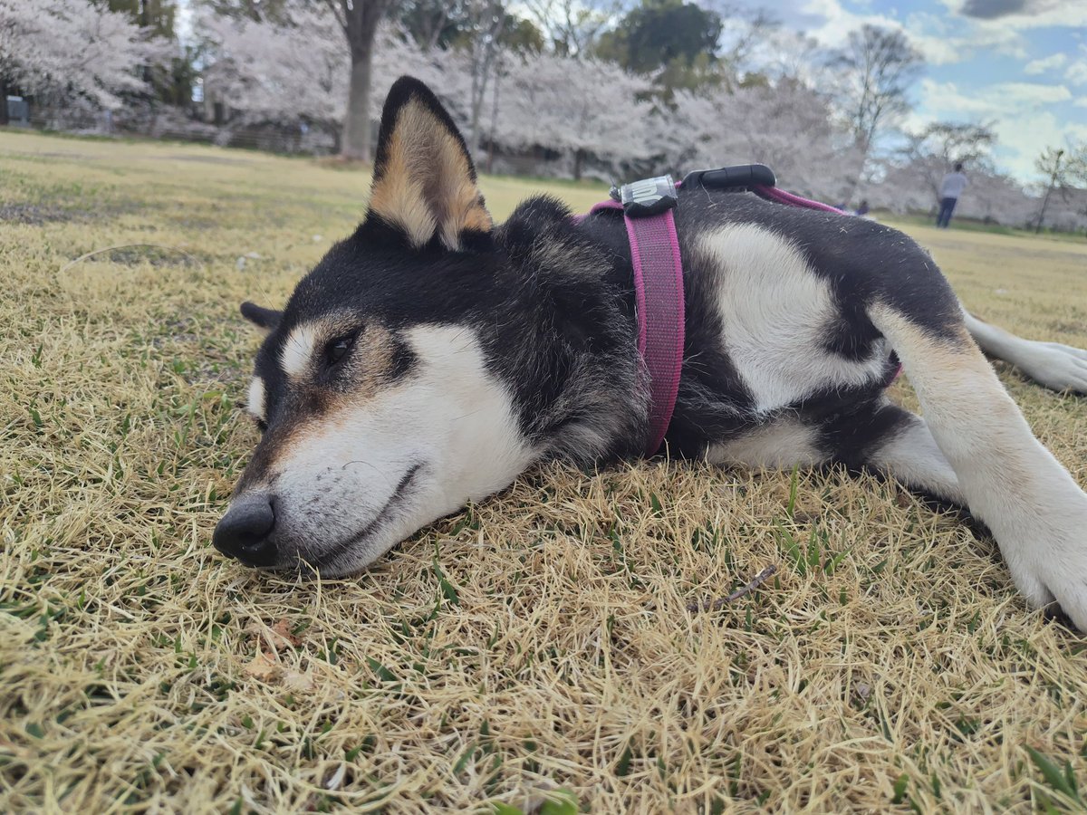 yipo121's tweet image. ちょっと遠くの市内の公園。
ひさびさの青淵公園で散歩🌸