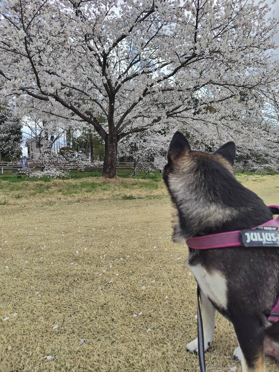 yipo121's tweet image. ちょっと遠くの市内の公園。
ひさびさの青淵公園で散歩🌸